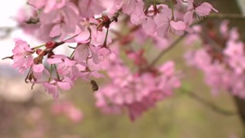 Grünsehen: Bienensterben in Deutschland