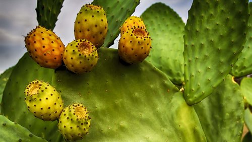 "El Gustario de Mallorca" - Rezepte aus Mallorca