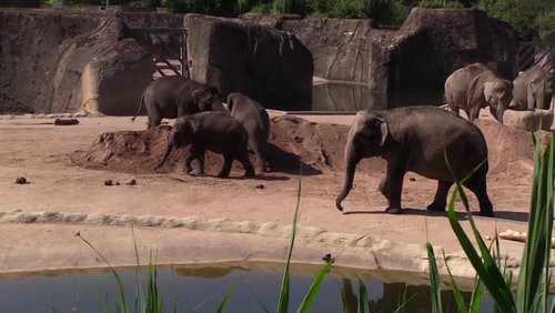 Elefanten-Baby im Kölner Zoo geboren