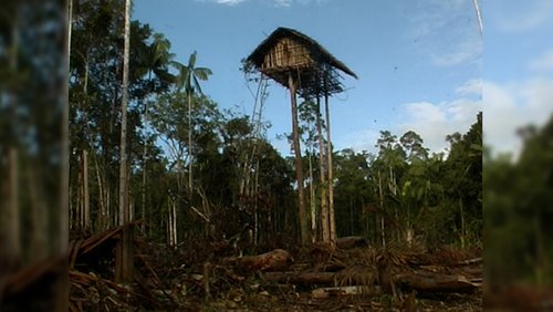 Hoch hinaus – Bei den Kombai in Neuguinea