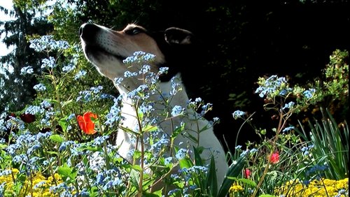 Hund Willi - Ein fröhlicher Rückblick auf den besten Freund