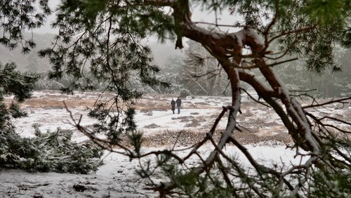 Mark geht wandern: Westruper Heide in Haltern am See