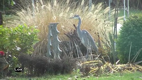 loxodonta: Tierische Lernfähigkeit