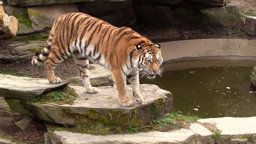 Akina, sibirisches Tigerweibchen im Kölner Zoo