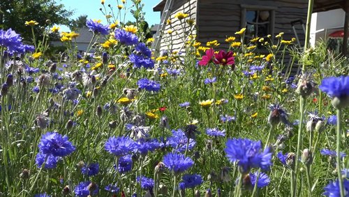 Eifel.Land.Leute. – Wildblumenwiesen