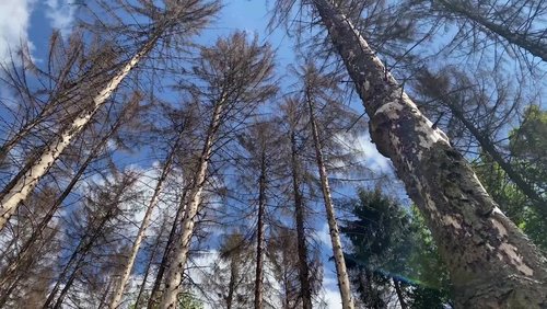 Die Ranger Story: Borkenkäfer im Wald