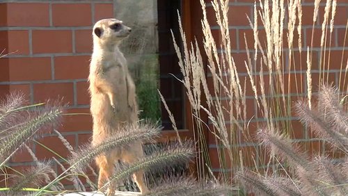 Konferenz der Tiere