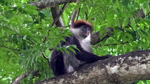 Tansanias Süden – Teil 3: Mikumi Nationalpark, Udzungwa Nationalpark