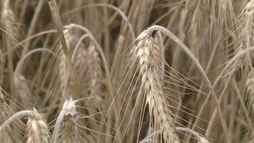 SÄLZER.TV: Grundschulfest, Nitratwerte, Schützenfest, Judo-Damen