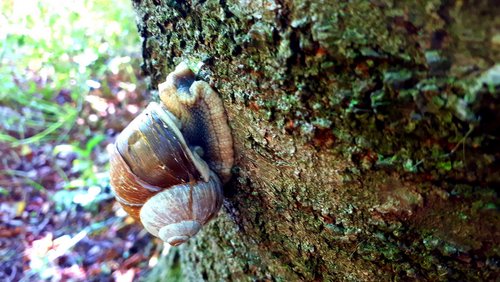 Die Nabel-Show: Die Schnecke