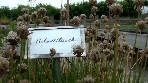 SÄLZER.TV: Tag der offenen Gartenpforte, Kompaniefest, Schützenfest in Thüle