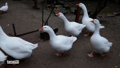 gibt's - Das Stadtmagazin: Heimat-Tierpark Olderdissen in Bielefeld