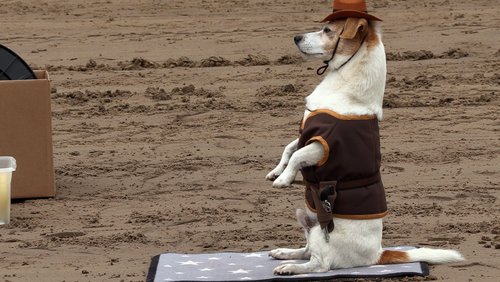 Dog Day 2022 - Hunde-Castingshow im Safariland Stukenbrock