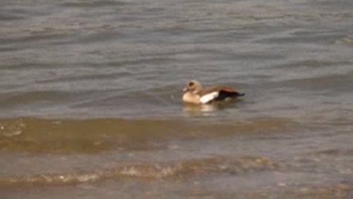 Nicht nur die Nilgans fühlt sich wohl