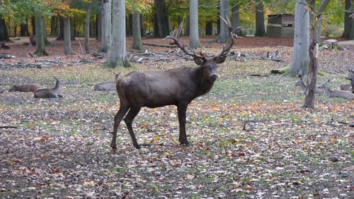 Do biste platt 601: Op diär Jagd