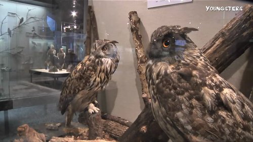 YOUNGSTERS: Museum für Naturkunde in Dortmund