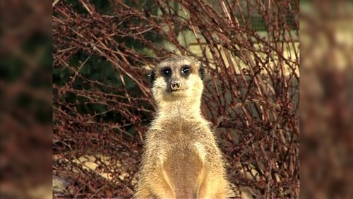 Erdmännchen-Nachwuchs im Kölner Zoo