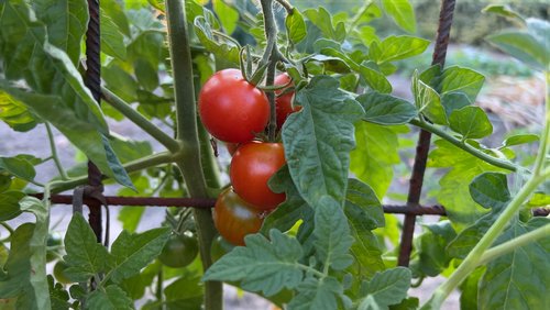 Gartenanlage - Erntezeit und Aufräumarbeiten