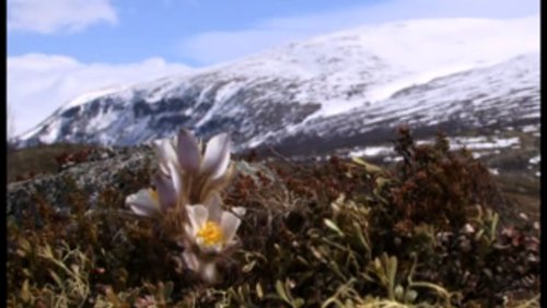 Relikt der Eiszeit - Dovrefjell in Norwegen