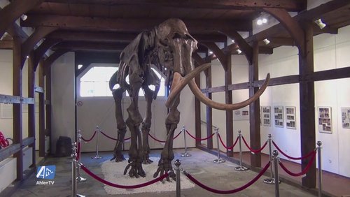 AhlenTV: Ahlener Mammut im Heimatmuseum Ahlen