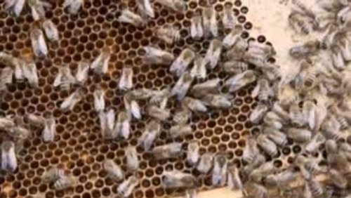 MS - meine Stadt: Bienensterben