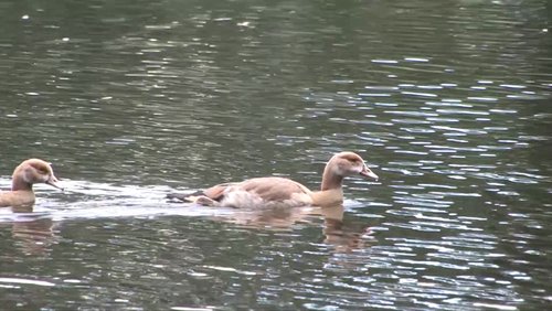 Echofunk Porz: Scheuermühlenteich in Köln-Wahnheide