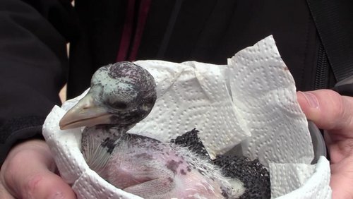 Kölner Zoogeschichten - Teil 1