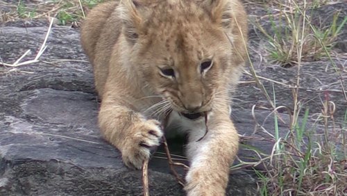 Jambo! - Wiedersehen in Kenia - Teil 2