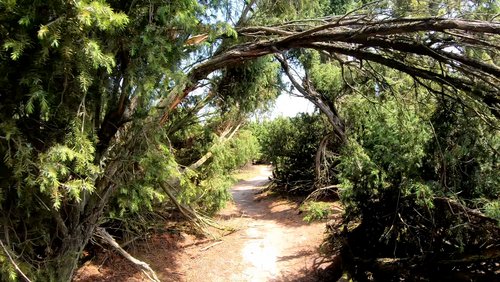 Mark geht wandern: Westruper Heide in Haltern am See