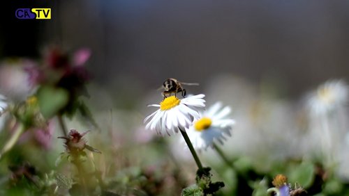 CAS-TV: Bienen im Api-Zentrum Ruhr in Castrop-Rauxel