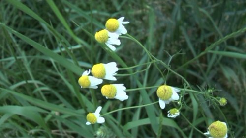 seniorama: Arzneipflanzengarten im Botanischen Garten Münster