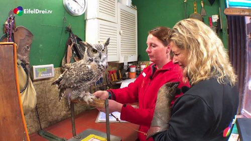 Tierisch EifelDrei.TV: Greifvogelstation Hellenthal, Folge 1 – Auf "Du und Du" mit Uhu Balu