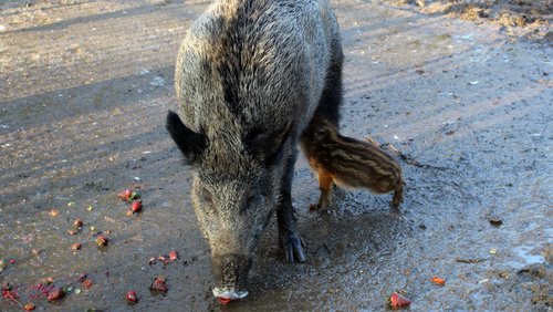 Antenne Gutenberg: Tiere in Düsseldorf