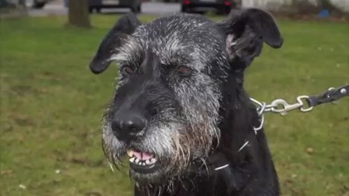 PURLIFETV: RiesenSchnauzerNothilfe e.V. in Aachen