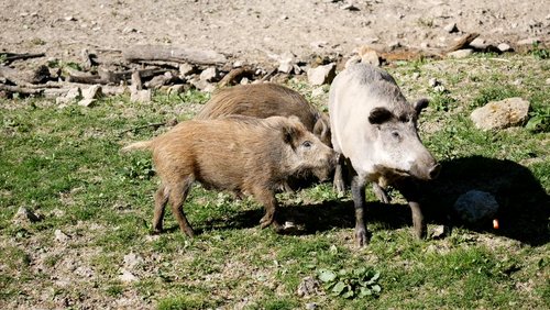 Die Ranger Story: Begegnung mit einem Wildschwein