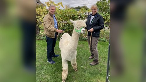 Niederrhein Alpaka Otten – Alpaka-Zucht in Rheurdt