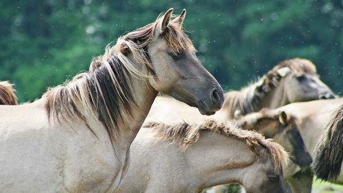 Kleine Tiersendung: Die Abstammung unserer Haustiere