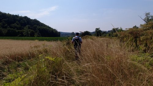 WanderBlog: Bergwanderwege um den Auelsberg in Windeck