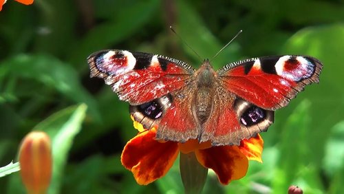 Sommertage an der Iller