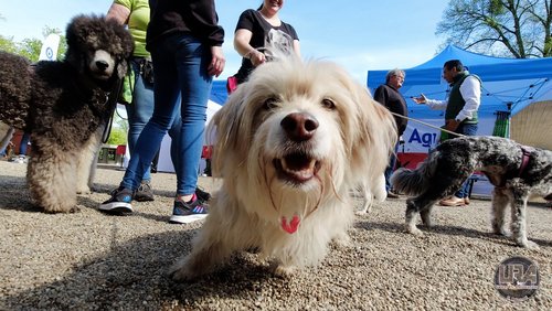"Agria Dog Walk 2023", Spendenaktion für Tiere in Not in Düsseldorf