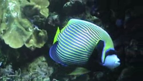 Fische im Aquarium im Zoo Köln