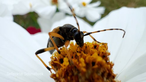 Gartenhaus einrichten - Rankhilfe für Stangenbohnen, Bad renovieren