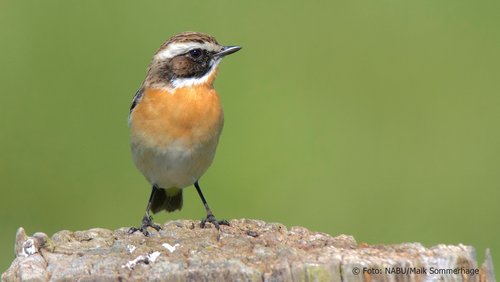 Welle-Rhein-Erft: Vogel des Jahres 2023, Vögel füttern