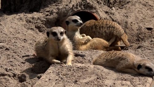 Carlo & Susi: Besuch im Tierpark Herford