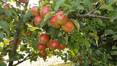 Do biste platt: Äppel klemmen