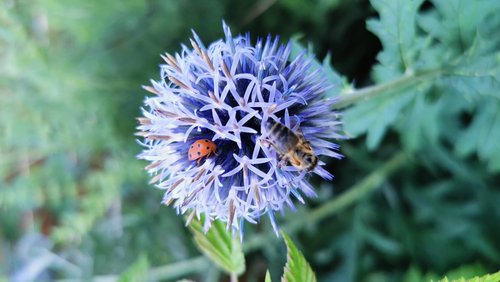 Hier und Jetzt: Fleischpreise und Bauernbonus, Digital Detox, Insektenschutz