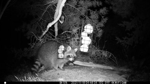 Nachts im Garten - ein unerwarteter Gast