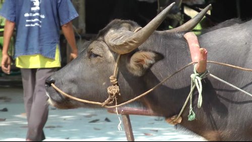 Buffalo Village in Suphan Buri, Thailand