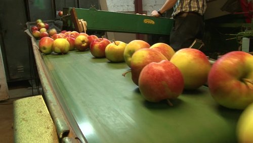 An apple a day - Einblicke in den Bioapfelanbau - Teil 13 bis 14