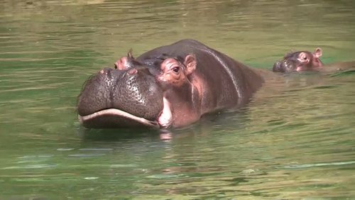 Nilpferd-Baby Nils im Kölner Zoo